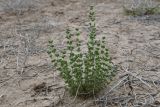 Frankenia bucharica. Вегетирующее растение. Узбекистан, Бухарская обл., экоцентр \"Джейран\", закреплённые пески. 3 мая 2022 г.