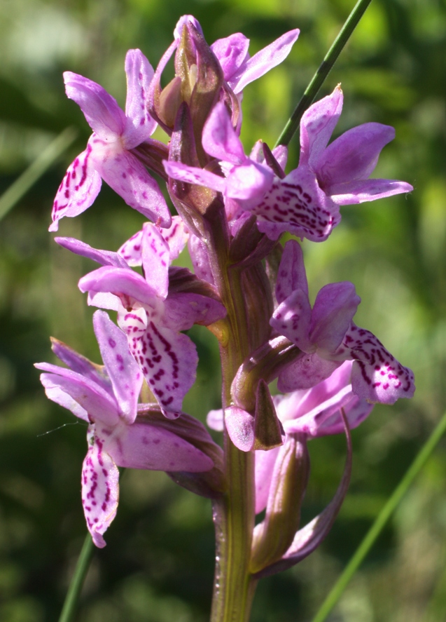 Изображение особи Dactylorhiza russowii.