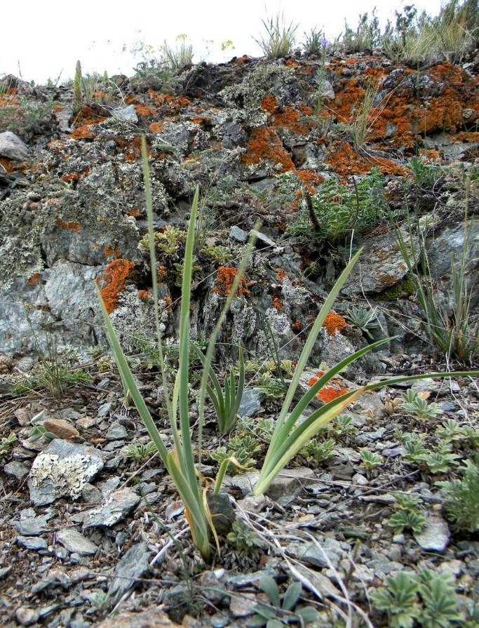 Image of Iris tigridia specimen.