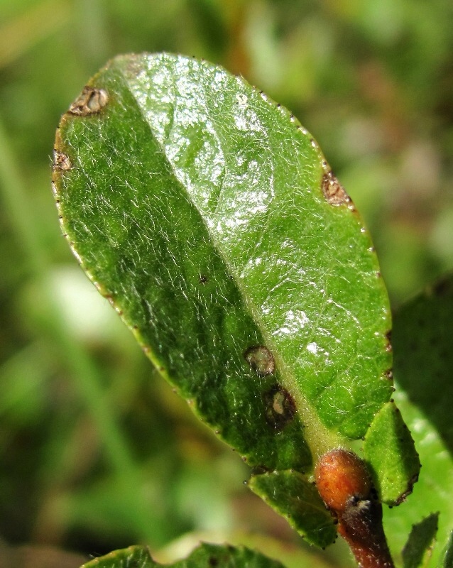 Image of Salix myrsinites specimen.