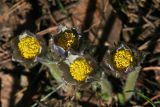 Pulsatilla patens. Распускающиеся цветки. Республика Татарстан, Волжско-Камский заповедник. 08.05.2011.