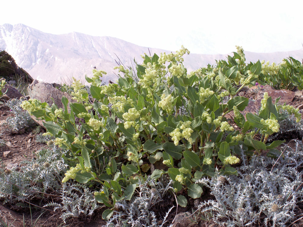 Изображение особи Aconogonon hissaricum.