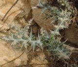 Echinops polyceras