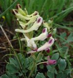 Corydalis erdelii