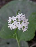 Valeriana tiliifolia