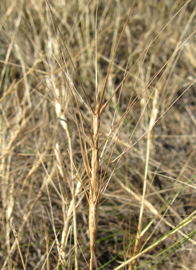 Изображение особи Aegilops triuncialis.