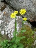 Doronicum altaicum