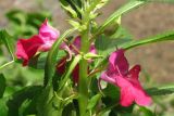 Impatiens balsamina. Часть побега с цветками и бутонами. Крым, Симферополь, р. Славянка. 2 августа 2013 г.