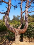 Pinus pallasiana. Дерево с разветвлённым стволом. Крым, г. Севастополь, Северная сторона, парк возле пляжа Толстяк. Сентябрь 2013 г.