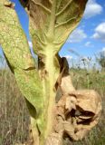 Verbascum densiflorum. Основания листьев. Ростовская обл., Усть-Донецкий р-н, Нижне-Кундрюченский заказник, окр. станицы Усть-Быстрянская, опушка леса на арене (песчаной террасе) 07.09.2012.