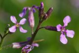 Chorispora tenella