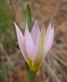 Tulipa patens