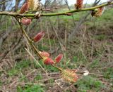 Salix phylicifolia