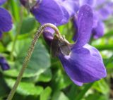 Viola odorata. Цветок. Беларусь, г. Гродно. 30.03.2014.