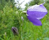 Campanula persicifolia