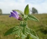 Scutellaria galericulata