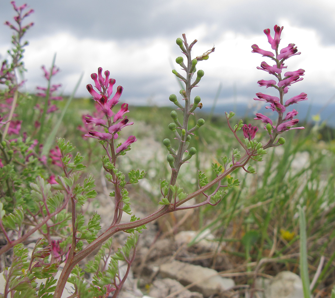 Изображение особи Fumaria officinalis.