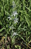 Ornithogalum nutans