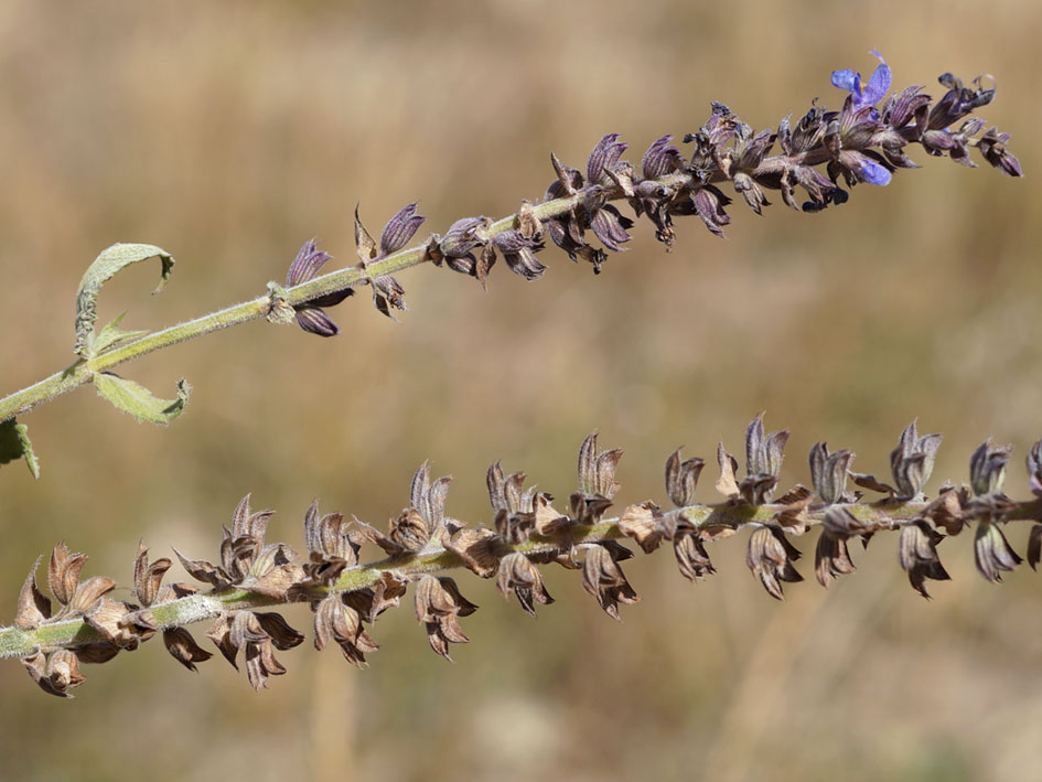 Изображение особи Salvia deserta.