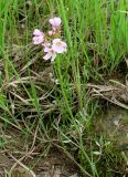 род Cardamine. Цветущее растение. Якутия (Саха), Алданский р-н, окр. пос. Тобук, пойма р. Алдан. 20.06.2012.