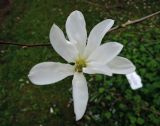 Magnolia salicifolia. Цветок. Латвия, Рига, Ботанический сад Латвийского университета, экспозиция магнолий (участок 1). 05.05.2015.