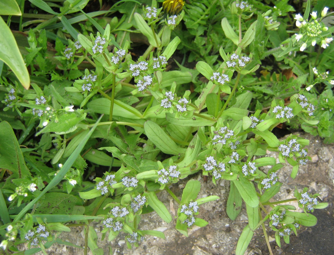 Изображение особи Valerianella locusta.