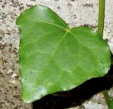 Hedera colchica