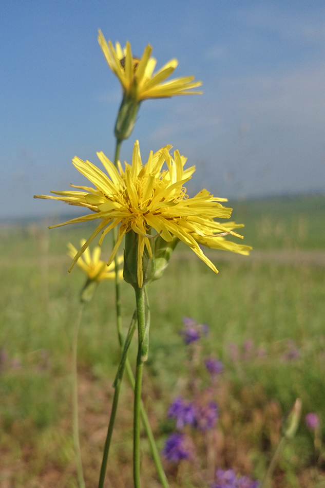 Изображение особи Scorzonera stricta.