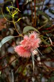 Eucalyptus torquata