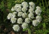 Heracleum moellendorffii