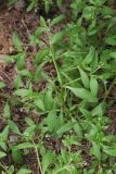 Myosotis sparsiflora