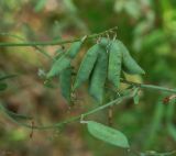 Vicia villosa