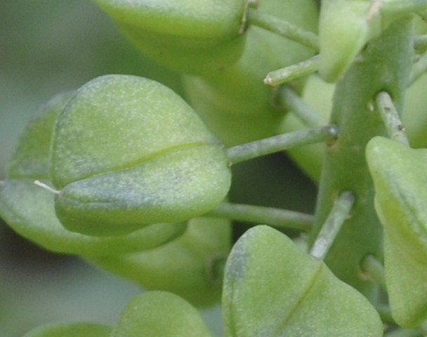 Изображение особи Muscari armeniacum.