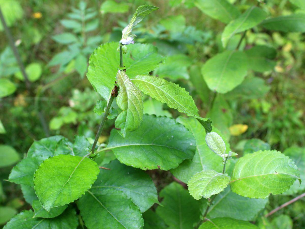 Изображение особи Salix caprea.