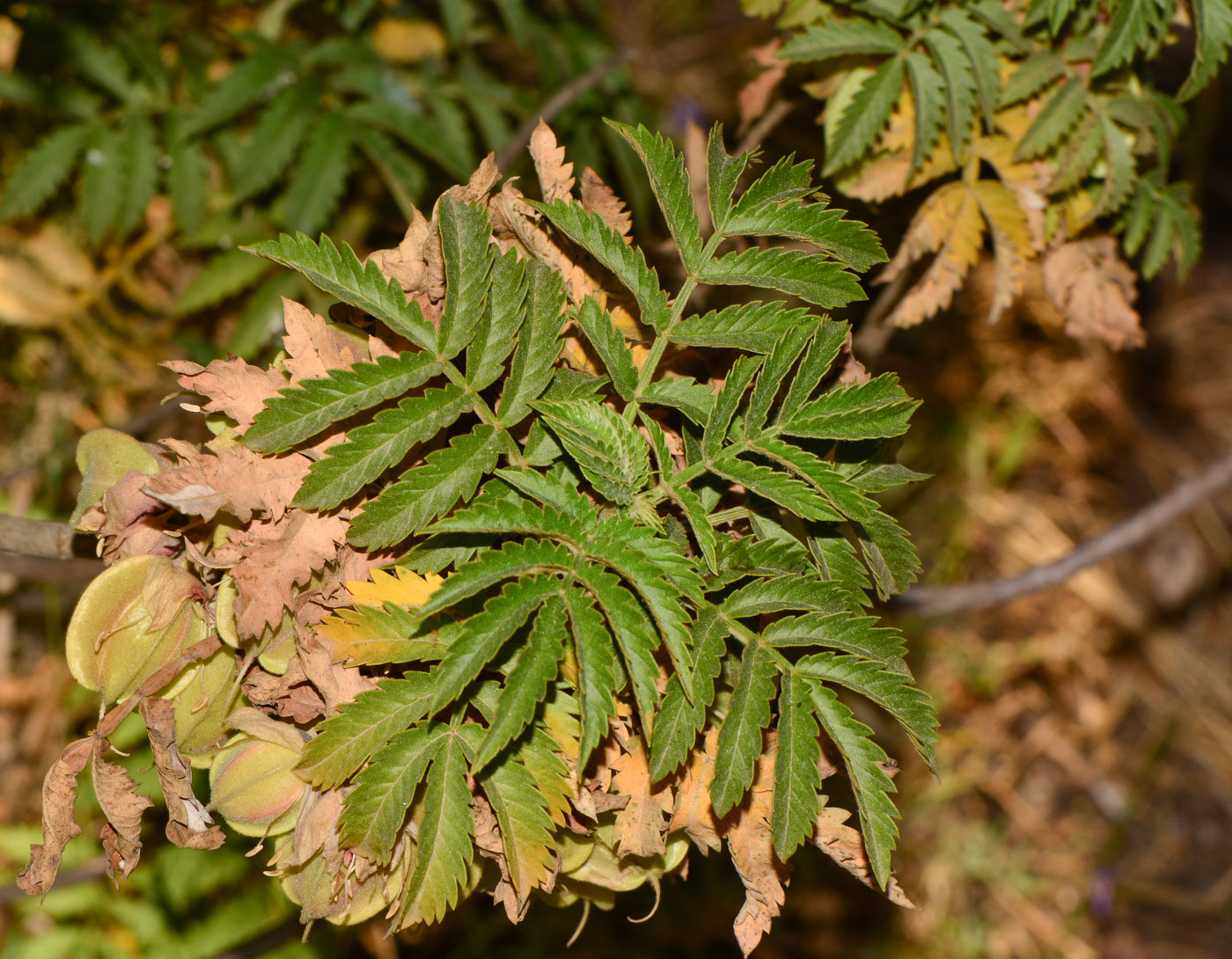 Изображение особи Melianthus comosus.