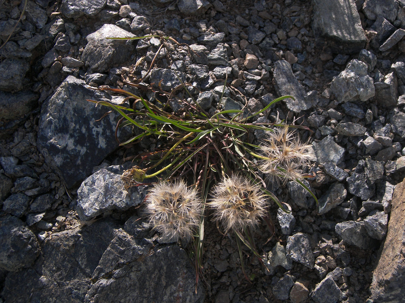 Image of Scorzonera meyeri specimen.