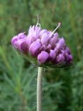 Knautia arvensis. Соцветие. Свердловская обл., Североуральский городской округ, окр. пос. Крутой Лог, бывшая дер. Высотинка, опушка сосново-елового леса. 29.07.2017.