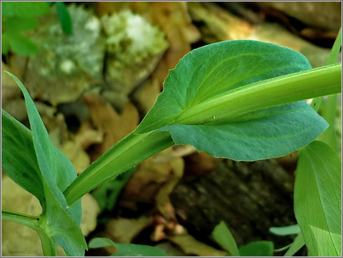 Изображение особи Lathyrus pisiformis.