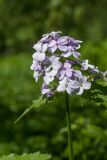 Lunaria rediviva. Верхушка побега с соцветием. Ленинградская обл., Ломоносовский р-н, дер. Гостилицы, парк, разнотравное сообщество на опушке широколиственного леса между подошвой склона и берегом пруда. 20.05.2018.