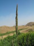 Calamagrostis pseudophragmites. Верхушка растения с бутонизирующим соцветим. Южный Казахстан, Сырдарьинский Каратау, горы Улькунбурултау, ≈ 700 м н.у.м., у солоноватого родника Карабастау. 28 июня 2018 г.