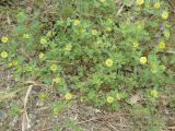 Trifolium campestre