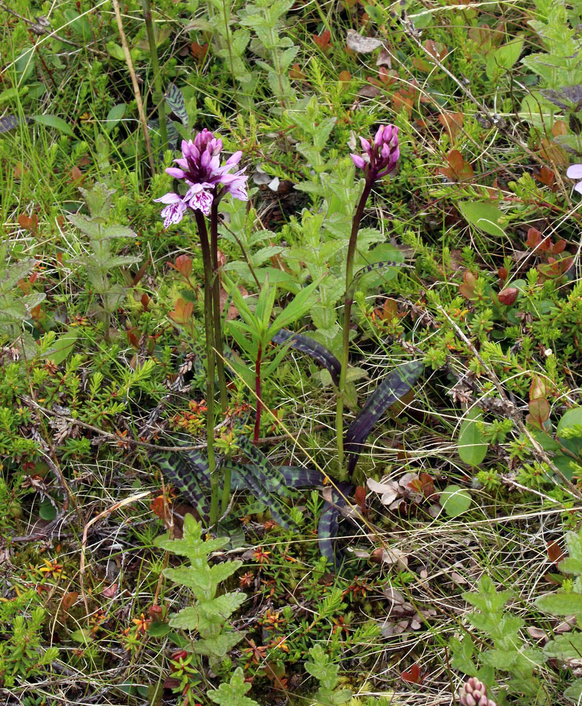 Изображение особи Dactylorhiza psychrophila.