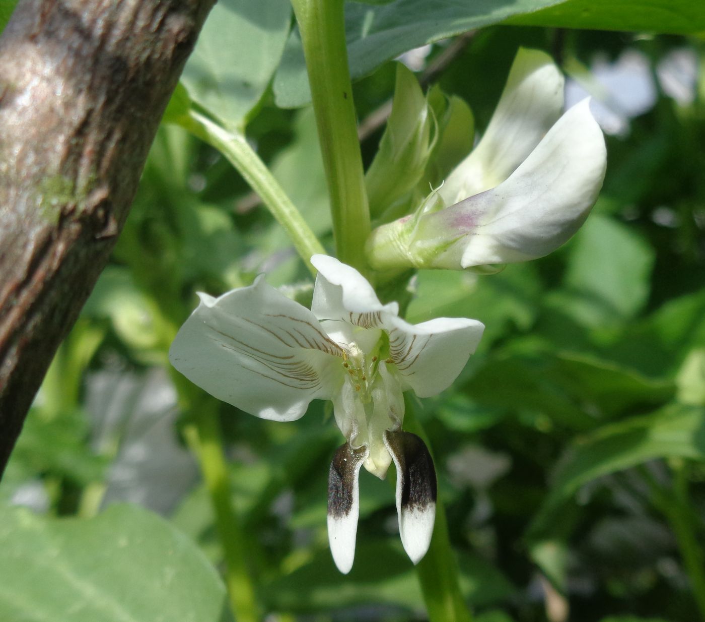 Изображение особи Vicia faba.