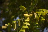 Juglans cinerea. Плоды и листья. Кировская обл., г. Киров, Ботанический сад Вятского государственного университета, в культуре. 22.09.2018.