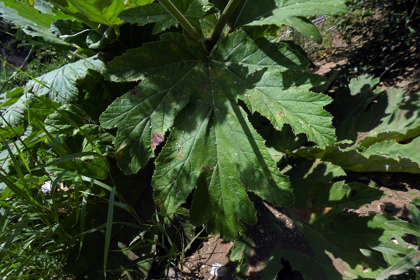 Изображение особи Heracleum stevenii.