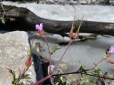 Geranium robertianum. Часть цветущего и начинающего плодоносить растения. Казахстан, Туркестанская обл., Толебийский р-н, территория Сайрам-Угамского национального парка; Угамский хребет, выс. 1800 м н.у.м., каменистый берег р. Сайрам-су. 04.07.2019.