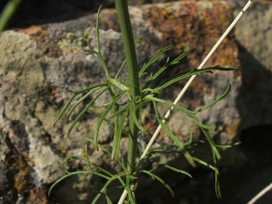 Image of Stachys angustifolia specimen.