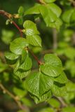 Tilia cordifolia. Веточка с молодыми распустившимися листьями. Санкт-Петербург, Пушкинский р-н, Павловский парк, р-н \"Большой звезды\", лужайка. 16.05.2019.