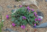 Oxytropis tragacanthoides