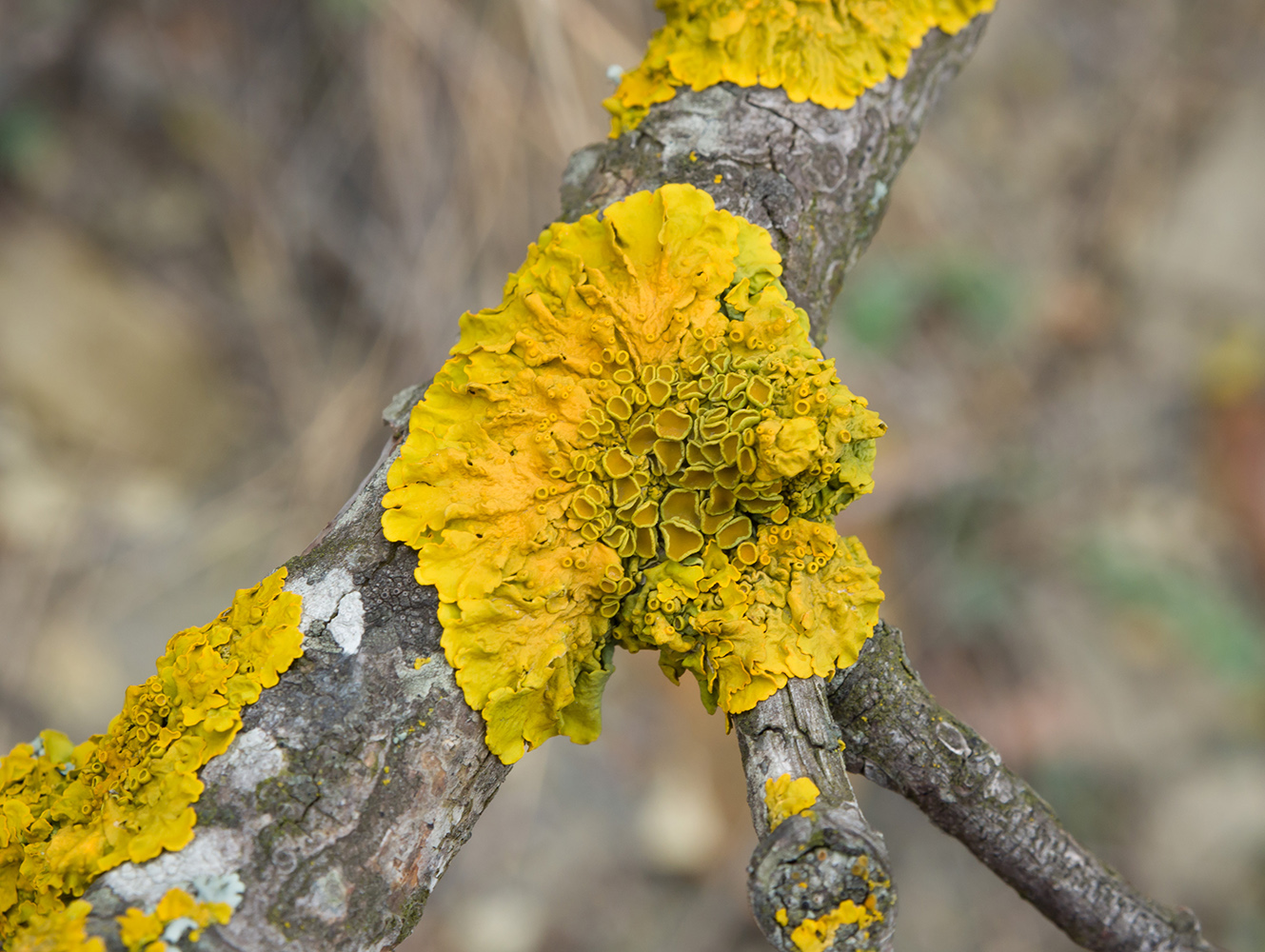 Изображение особи Xanthoria parietina.